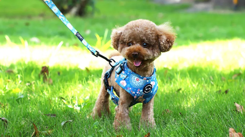 Type Of Dog Harness
