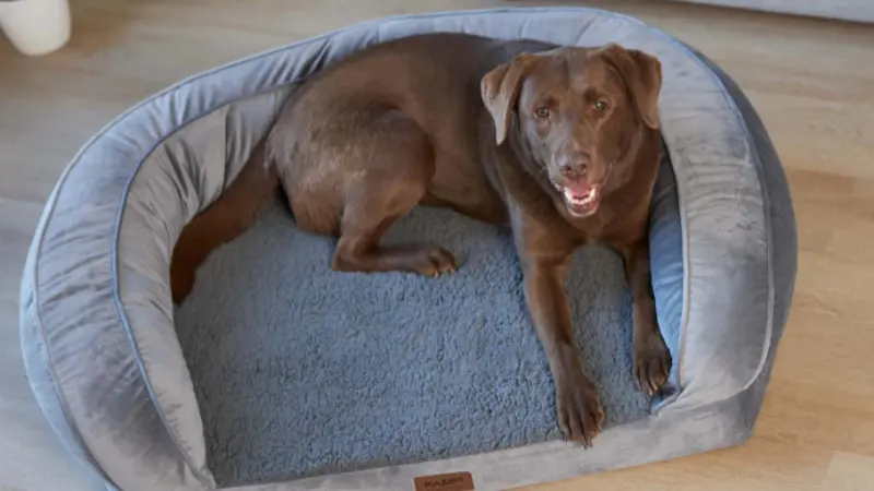 camas para perros australia,mejores fabricantes de camas para perros,camas de lujo para perros