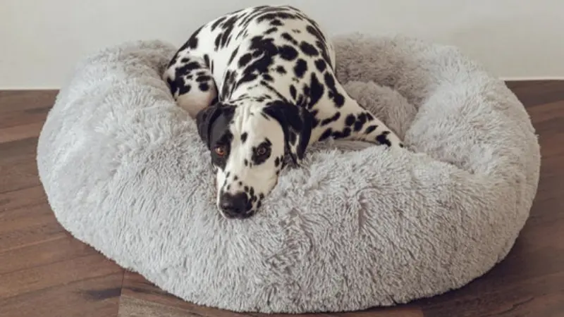 camas para perros australia,mejores fabricantes de camas para perros,camas de lujo para perros