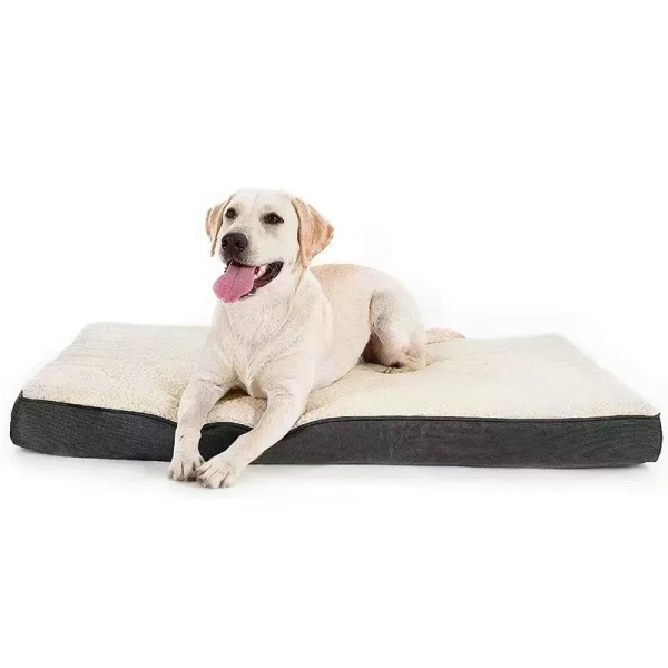Labrador retriever numa cama de cão aconchegante