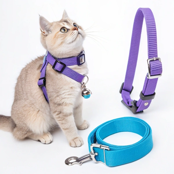 Cat with purple harness and blue leash.