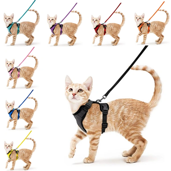 Cat wearing colorful harnesses and leashes.