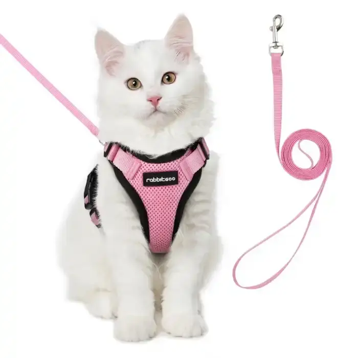 White cat in pink harness with leash attached.
