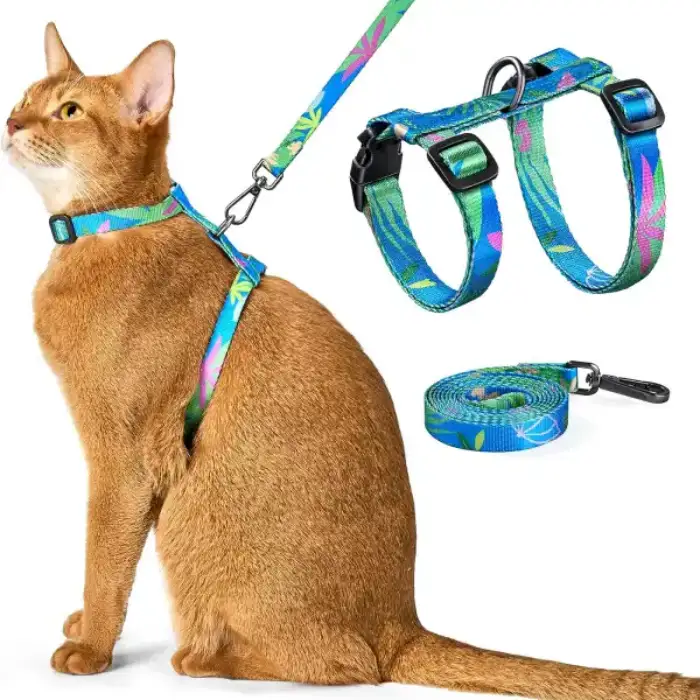 Cat wearing colorful harness and leash.