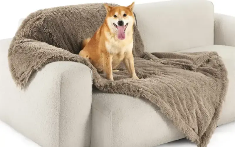 Glücklicher Hund auf Couch mit weicher Decke