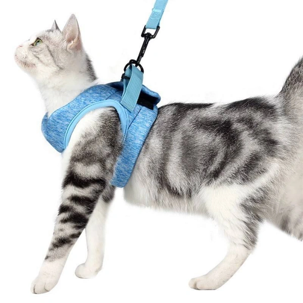 Cat wearing blue harness and leash.