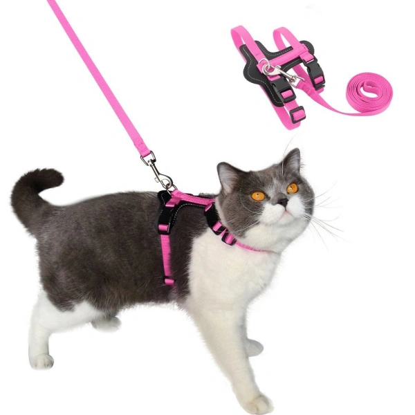 Cat wearing pink harness with leash