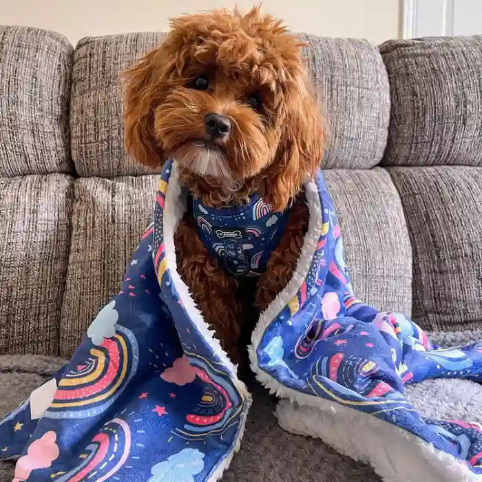 Süßer Hund in Regenbogendecke eingewickelt auf Couch.