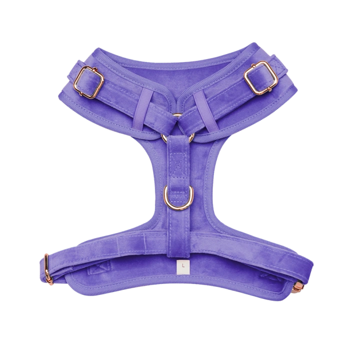Purple dog harness with gold buckles.